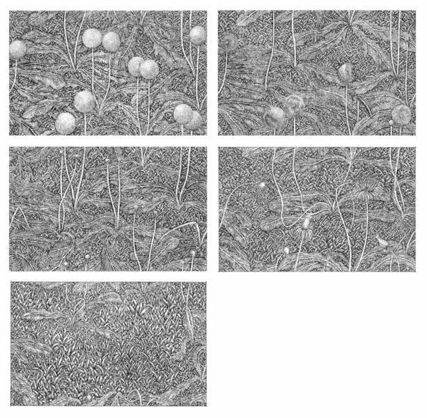 grass02