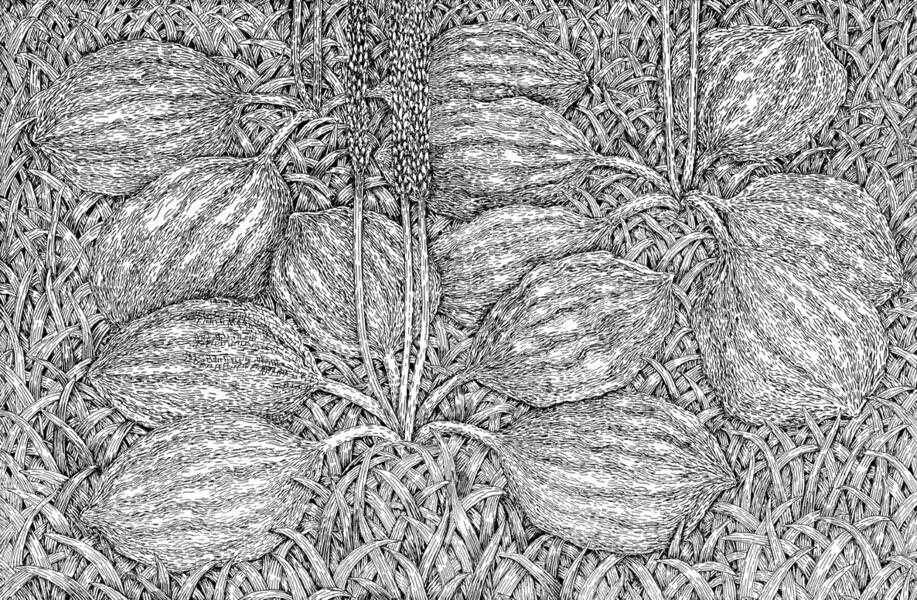 grass03