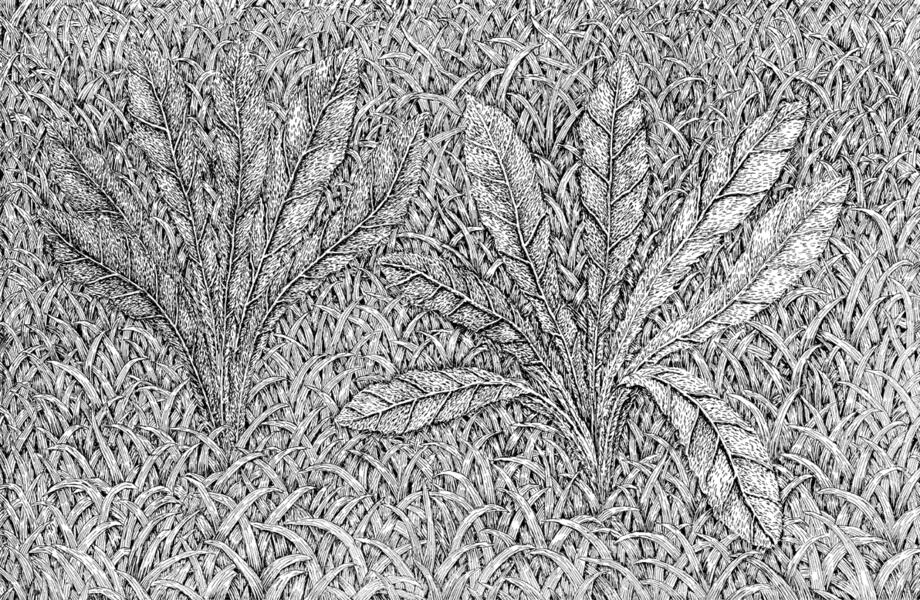grassandweeds5d