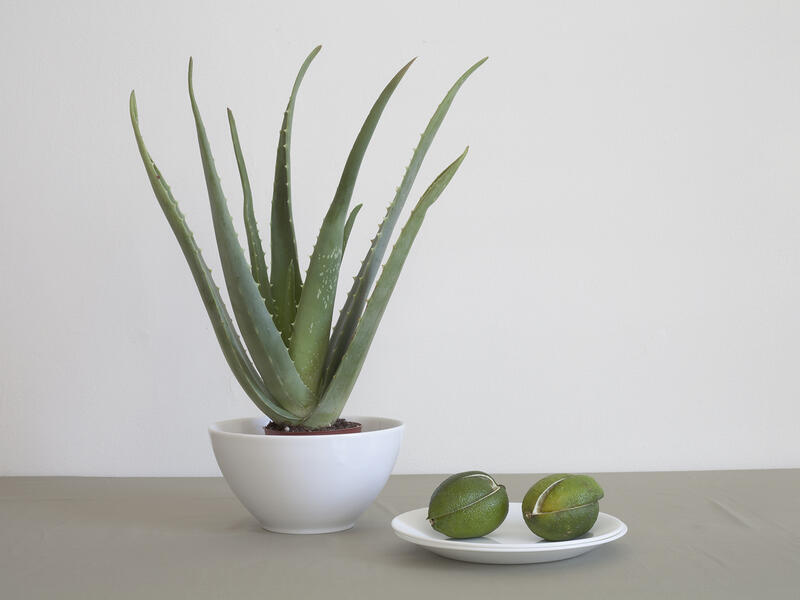 greenplant_limes.jpg