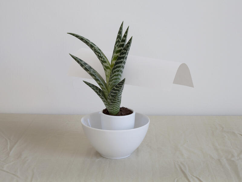 greenplant_paper.jpg
