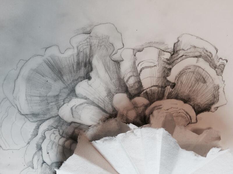 Turkey Tail Study and Folded Handmade Paper