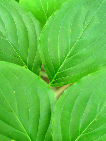 leaf detail - Monkton, MD