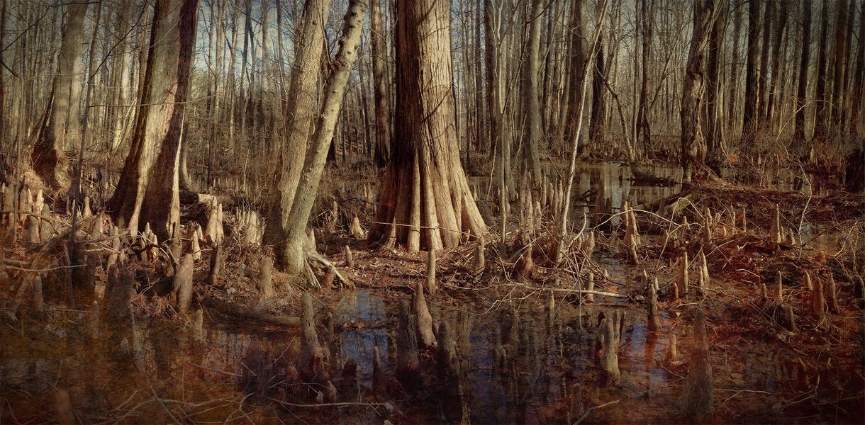 Winter's Swamp ©2014