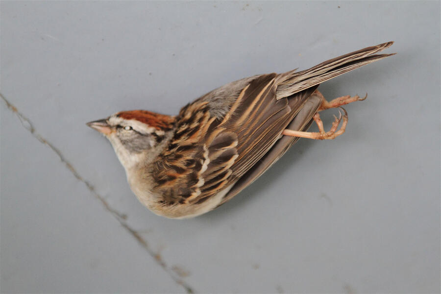Chipping Sparrow (native sparrow)