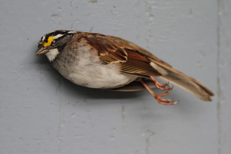 White-throated Sparrow (native sparrow)