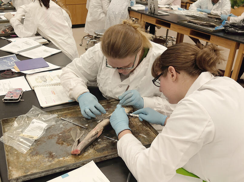 Students dissecting sharks