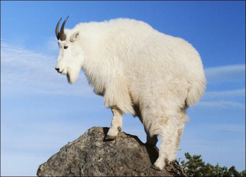 mountain-goat-2.jpg