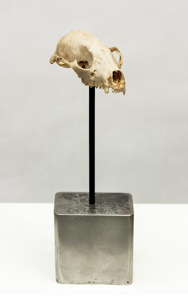Canine skull