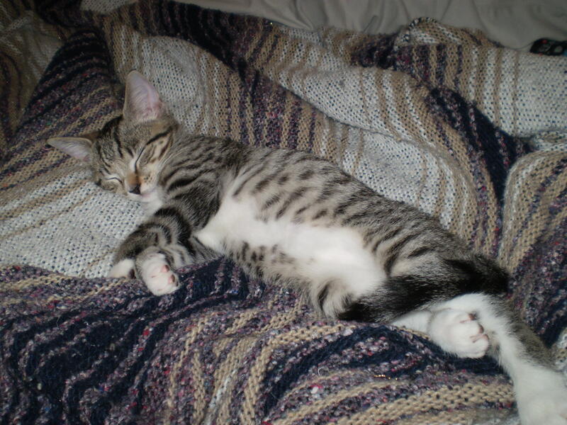 Striped cat on a striped blanket