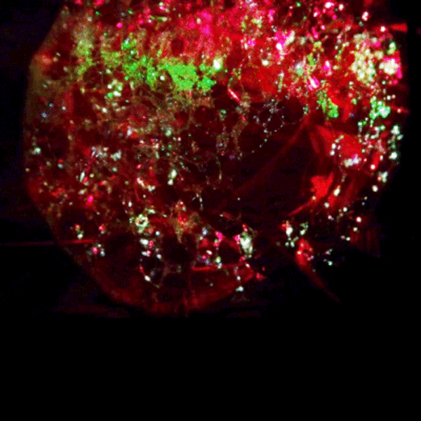 red-2-resize.gif