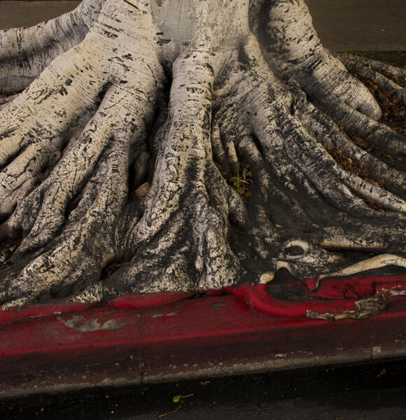 Tree, Los Angeles (Red Curb)