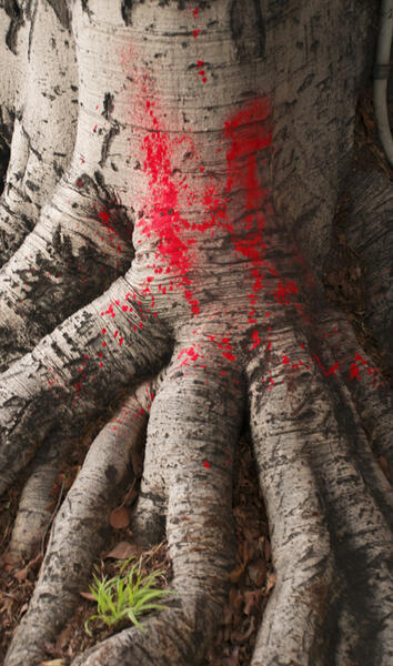 Tree, Los Angeles (Red Splash)