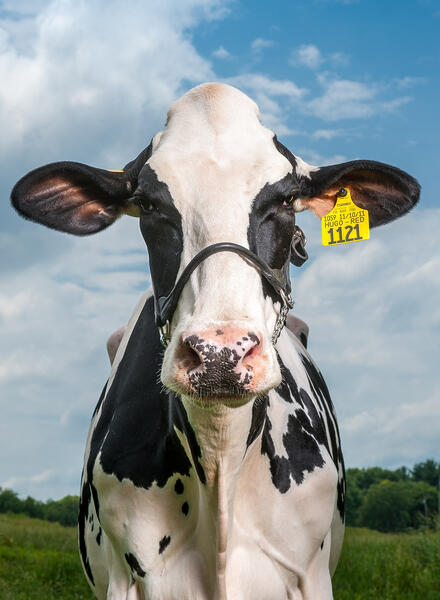 Happy Holstein 