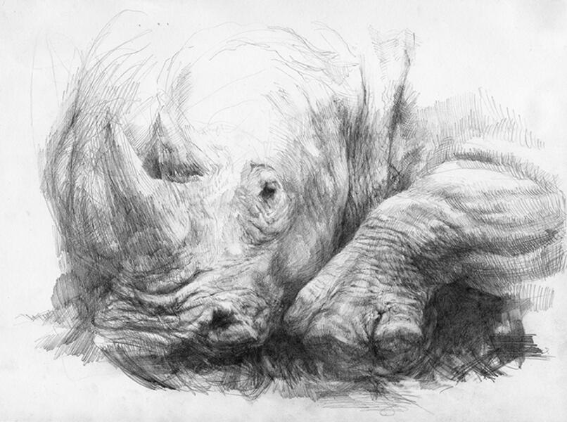 Untitled (Rhino)