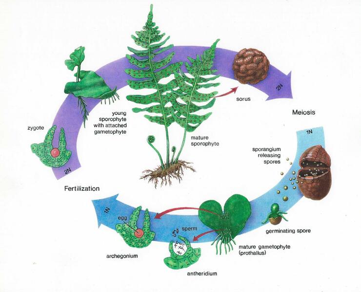 Life Cycle of the Fern