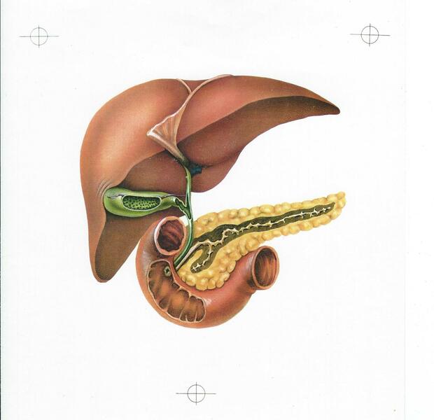 Anatomy of the liver, gallbladder, pancreas, and duodenum