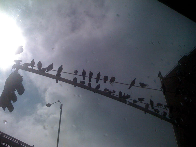 Some Freakin' New York Pigeons