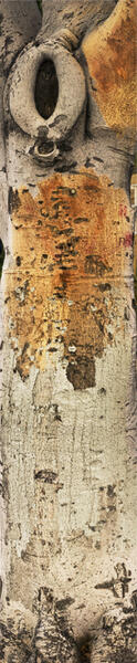 Tree, Los Angeles (Staples and Rust)