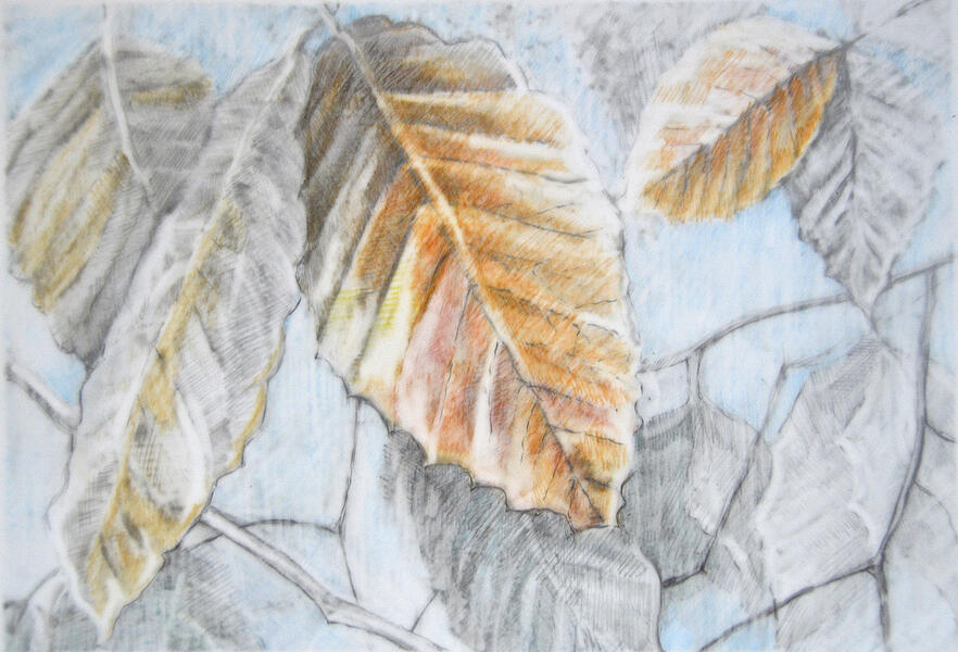 Beech Leaves