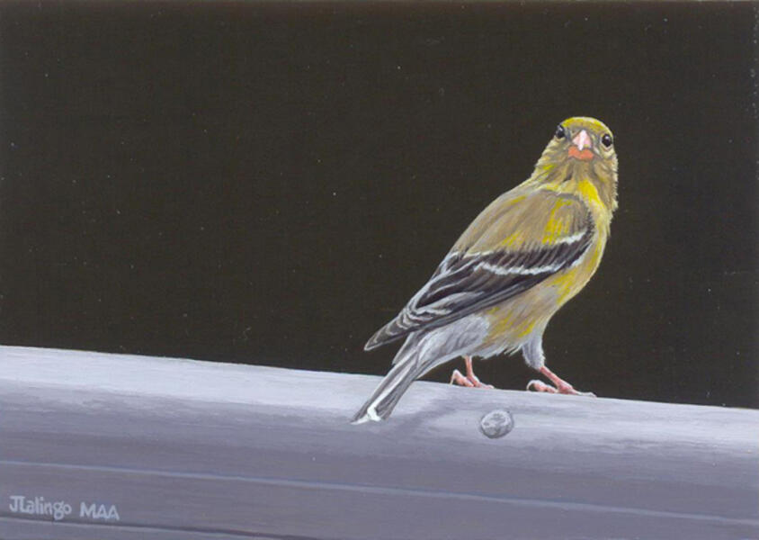 The Goldfinch ~ 360