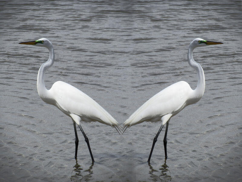 Process: My Great Egret Photo, Duplicated in Nate's Style