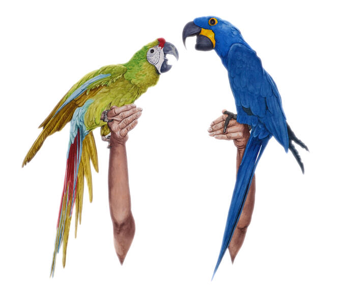 KW-Feathers I (Secret Garden macaws)