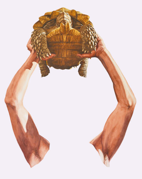 KW-Shell (African tortoise)