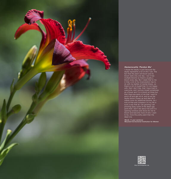 Portrait Garden (Wendi, Hemerocallis 'Pardon Me')