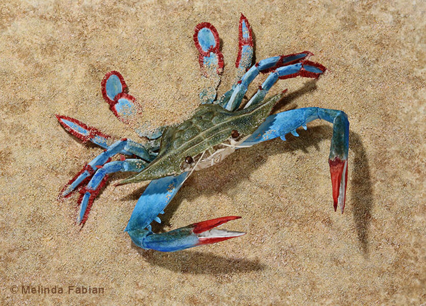 Melinda Fabian Paper Sculpture Illustrator Baker Artist Portfolio