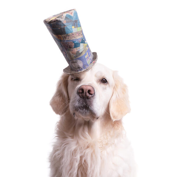 Whimsical portrait of a dog wearing a hat made from papermache. Photographed by Washington D.C. dog photographer, J.B. Shepard.