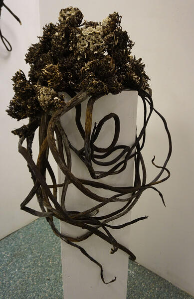 UNTITLED- kelp.jpg