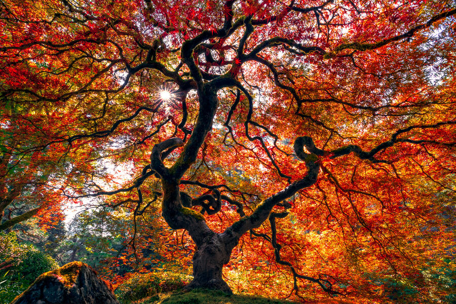Autumn Japanese Maple Tree