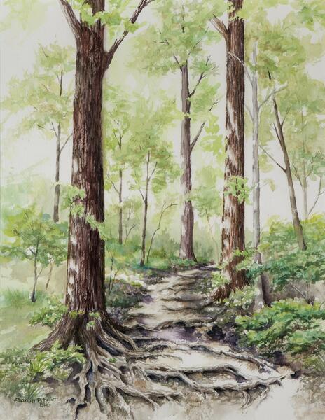 Roots form the steps on this trail in nearby woods. Watercolor on paper 18 inch high by 14 inch wide.