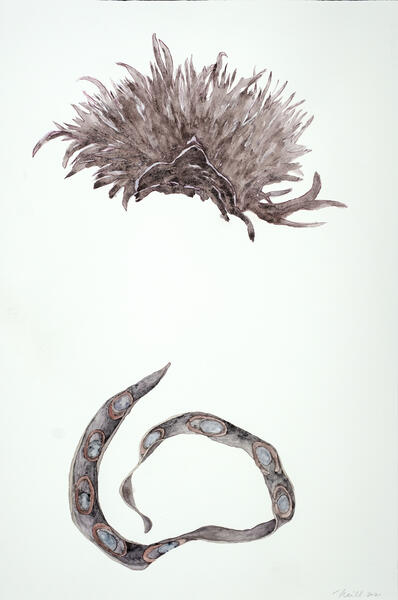 Weed / Seedpod, 2021, Watercolor, Colored pencil, 30” x 20”