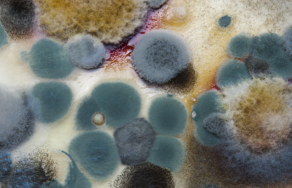 Close-up mold spores on paper 