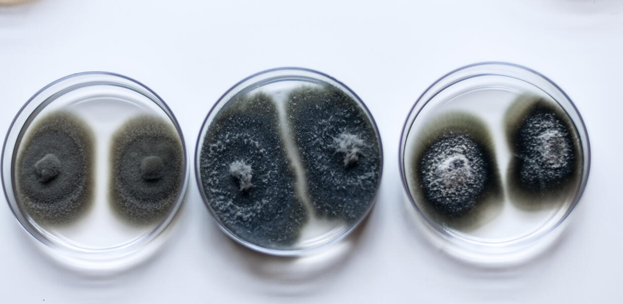 Mold spores in Petri dishes 