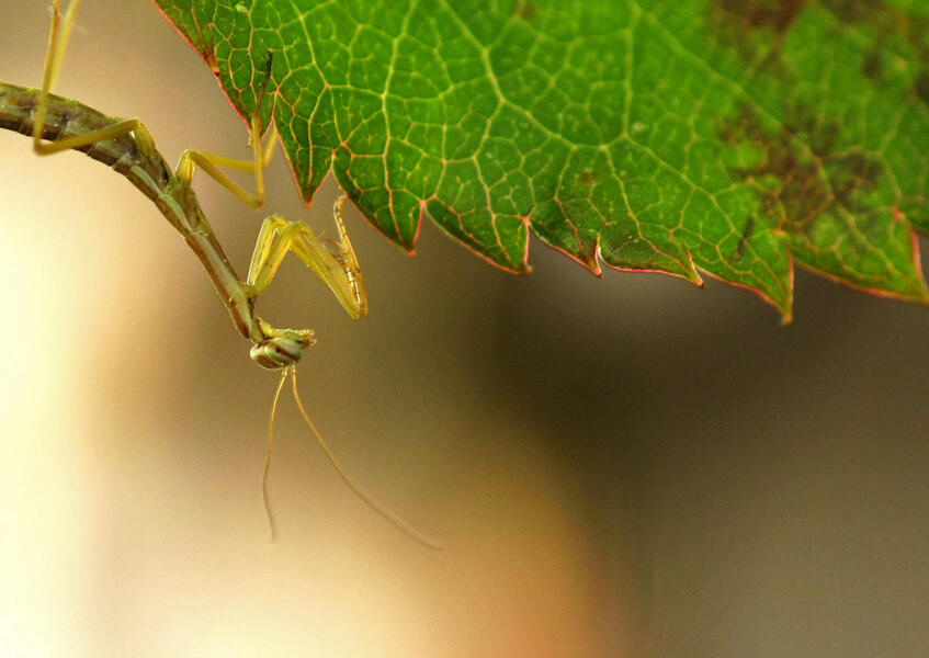 Mini Mantis 