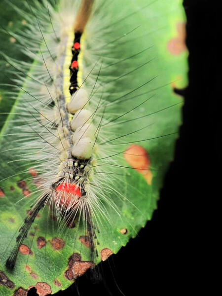 White Marked Tussock Moth Caterpillar 
