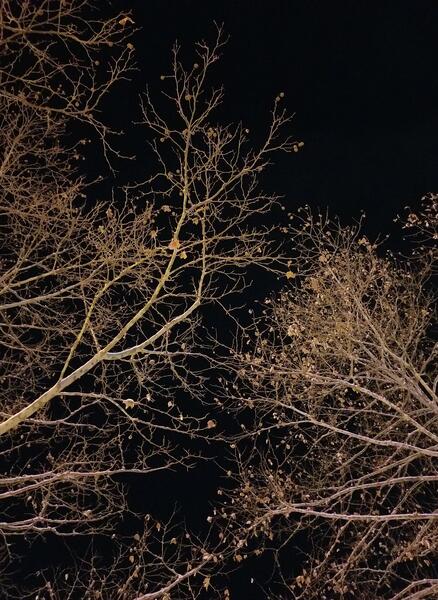 Snowy Branches Against Dark Skies