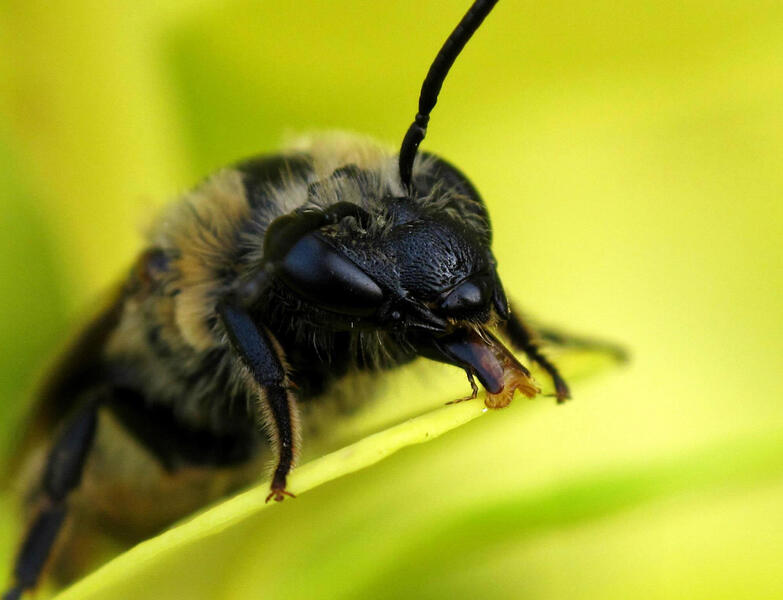 Bee Tongue 