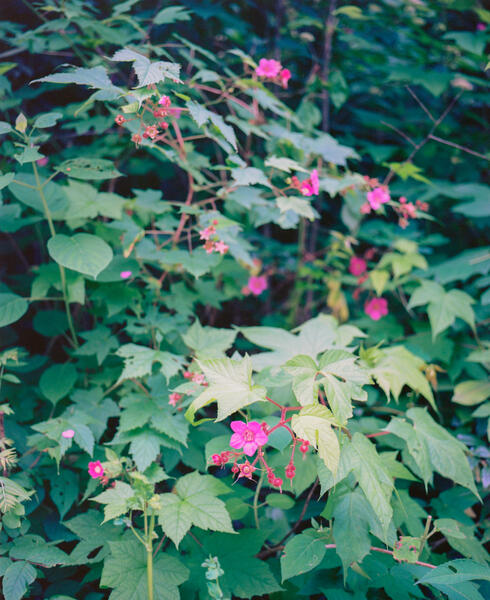 flowering rasberry 