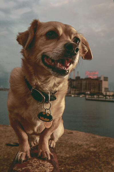 a dog infront of the Domino Sugar sign in the Baltimore Inner Harbor