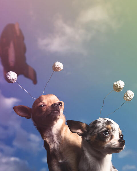 space chihuahuas in front of a rocket