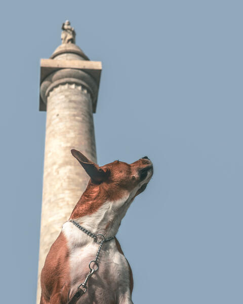A rescued dog in front of Baltimore's Washington Monument