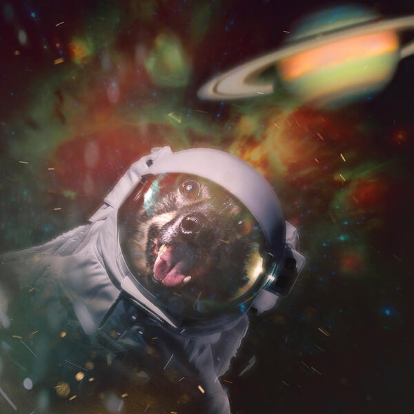 Space Dog in Space