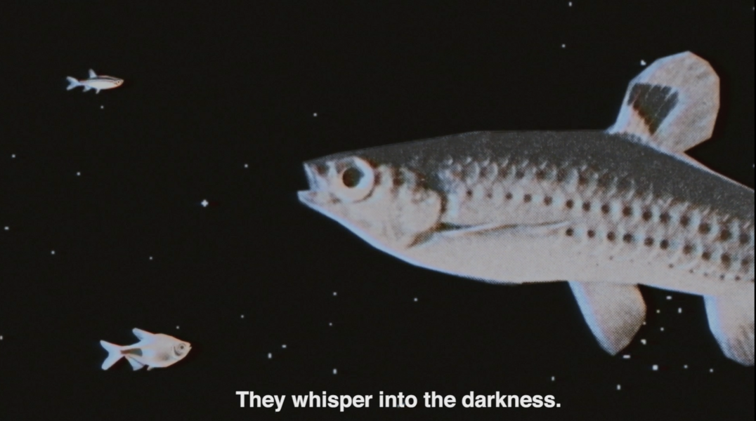 The Night Fish