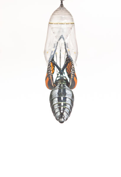  Monarch Butterfly Falling From Chrysalis, Back View