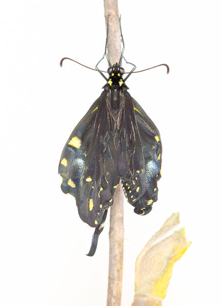 Black Swallowtail Expanding Wings Asymmetrically