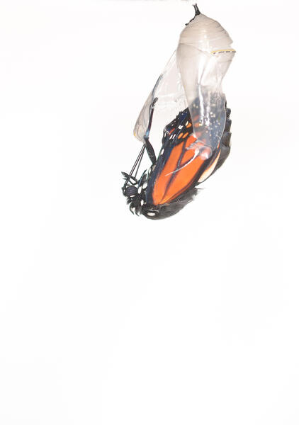 Monarch Butterfly Falling From Chrysalis, Side View
